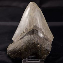 dente di squalo Charcharodon Megalodon